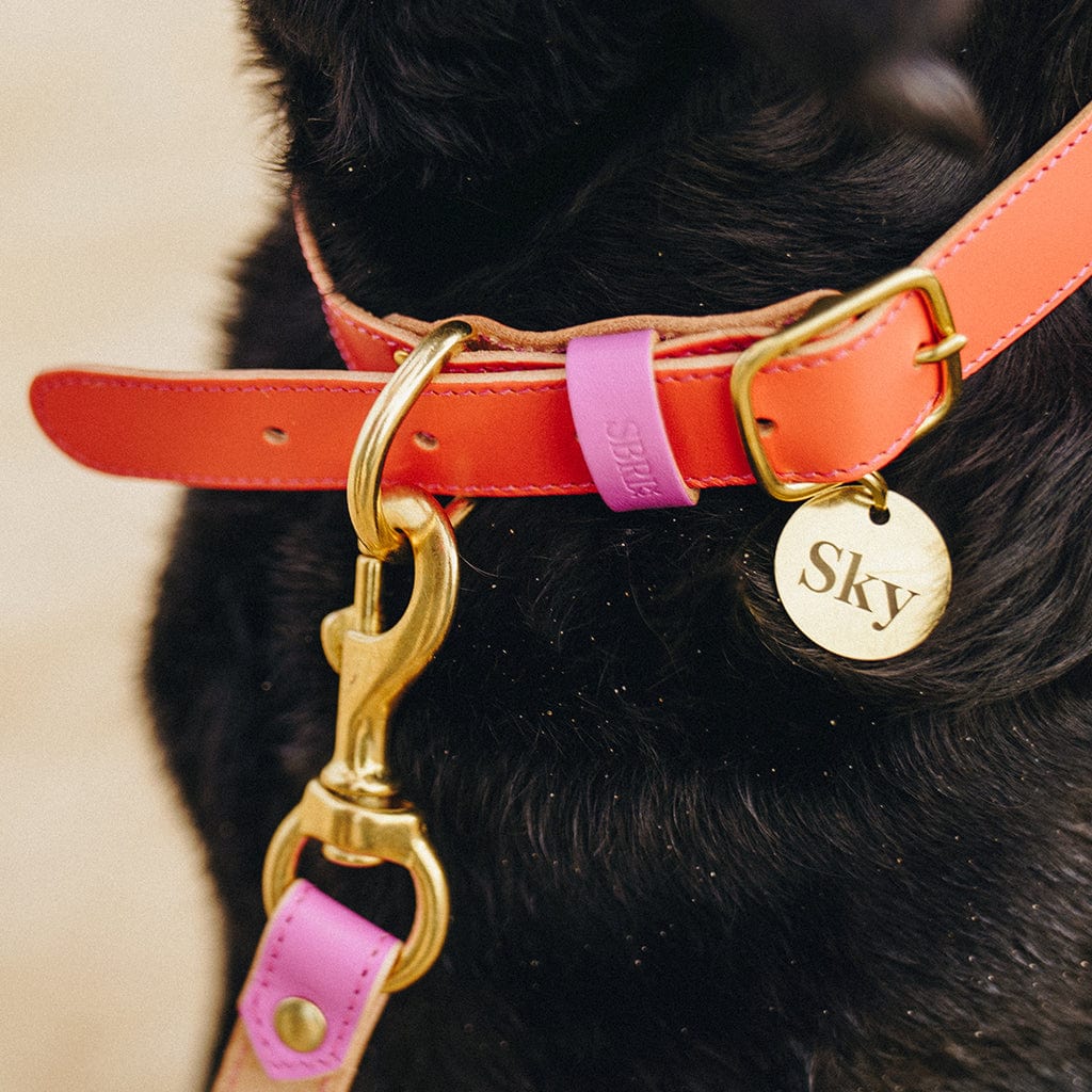 Luxury Leather Dog Collar sbri
