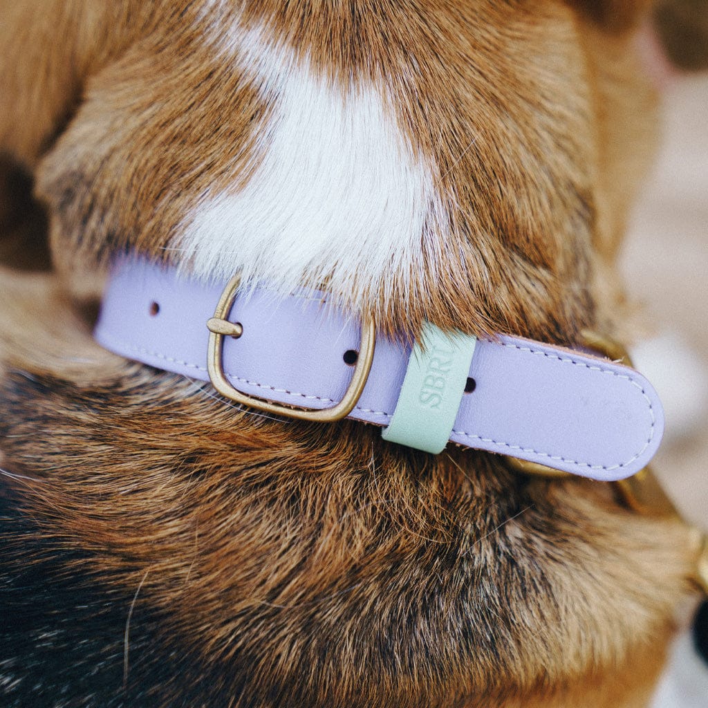 Luxury Leather Dog Collar sbri