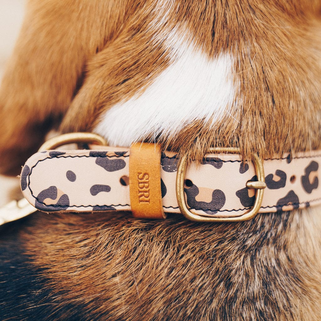 Luxury Leather Dog Collar sbri