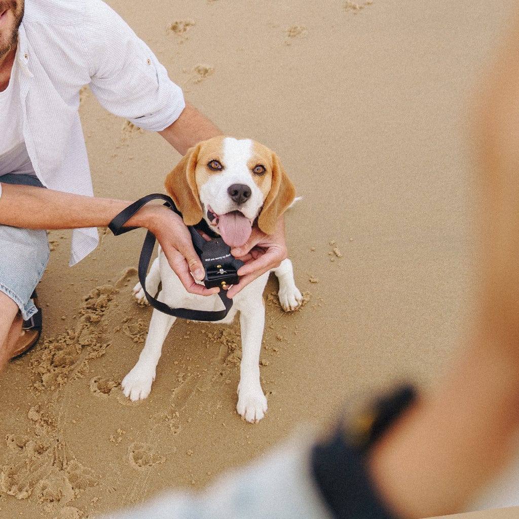 Personalised Engagement Ring Proposal Pouch For Dogs Create Gift Love