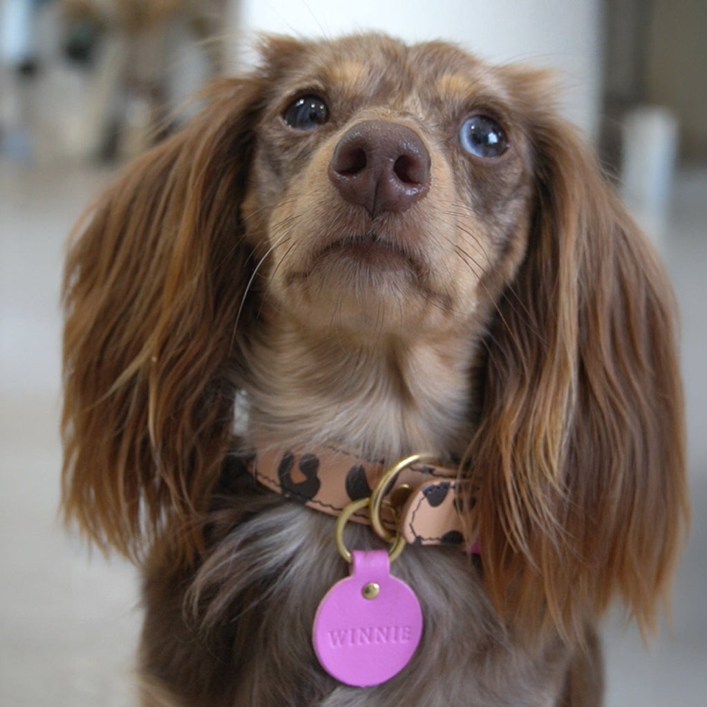 Personalised Leather Pet Name Tag SBRI