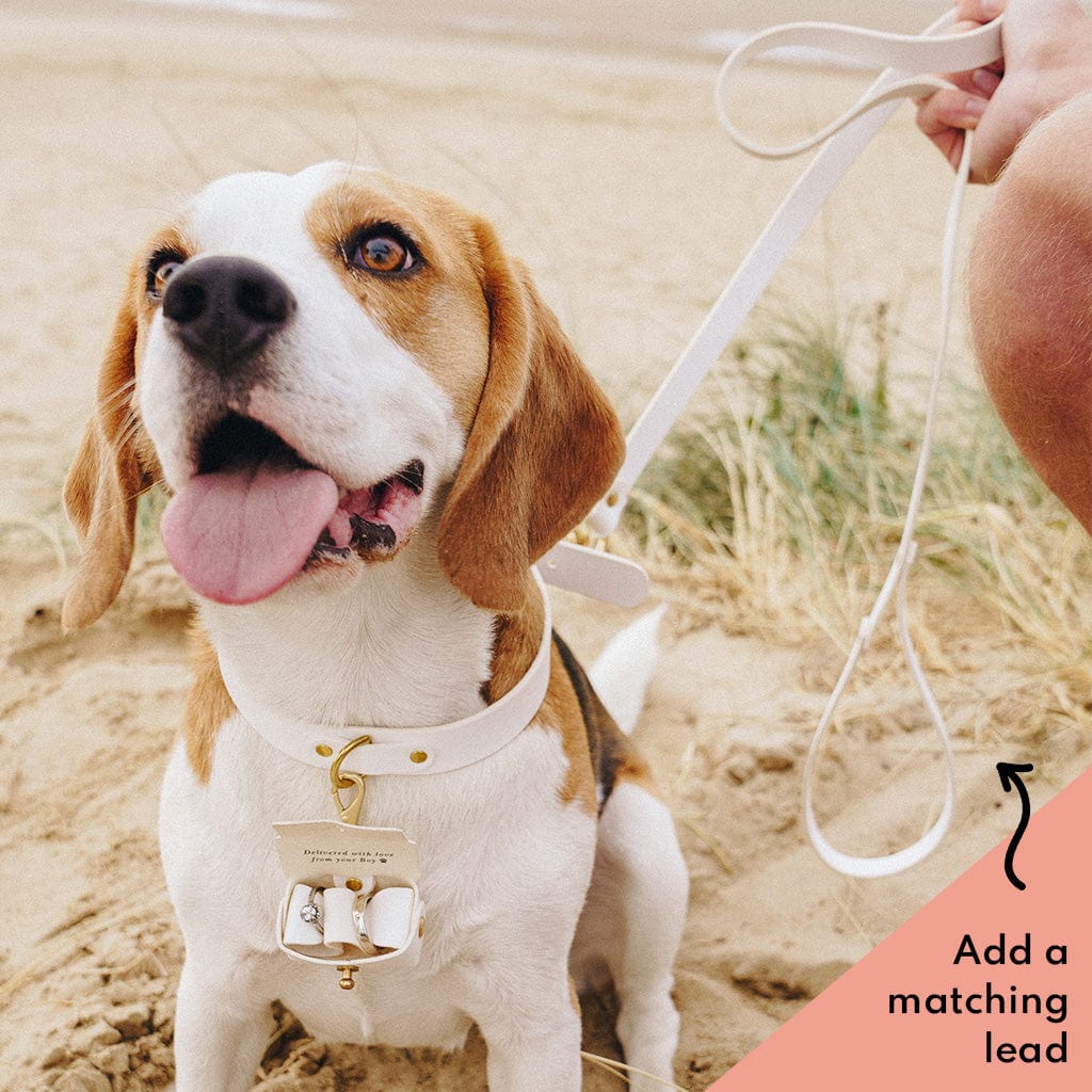 Personalised Wedding Dog Collar and Ring Bearer Pouch Set Create Gift Love