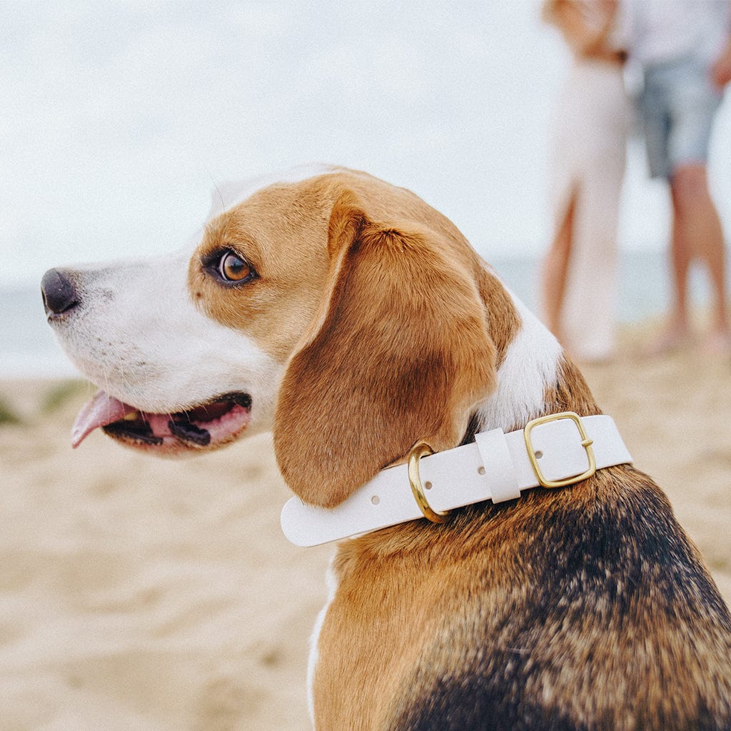 How to include your dog in your wedding | TeNeil Hartley Events